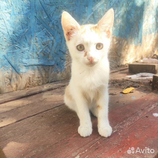 Кошки в добрые руки