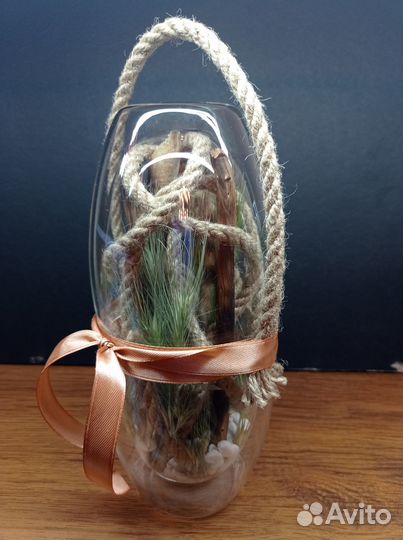 Комнатные растения цветы