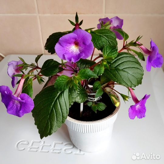 Цветущие ахименесы