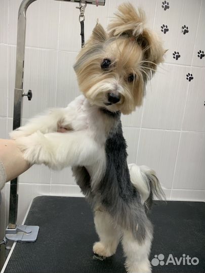 Груминг грумер стрижка собак