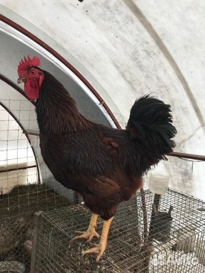 Петух Род-Айланд