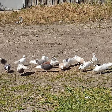 Продаются голуби