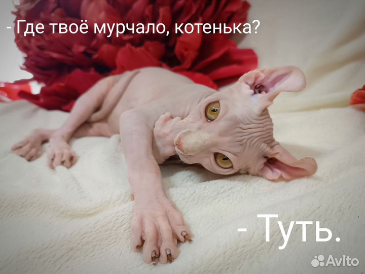 Эльф (двэльф лонг)