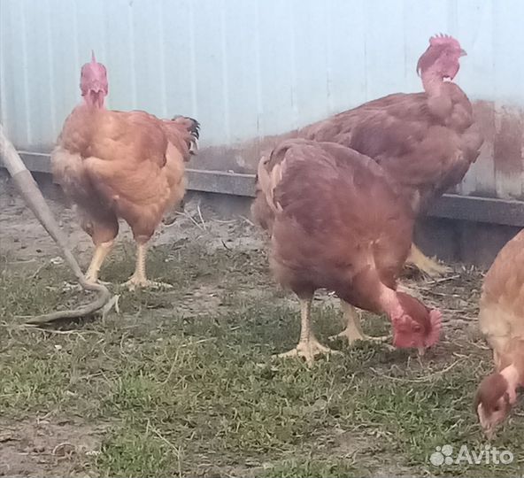 Петушки-голошейки