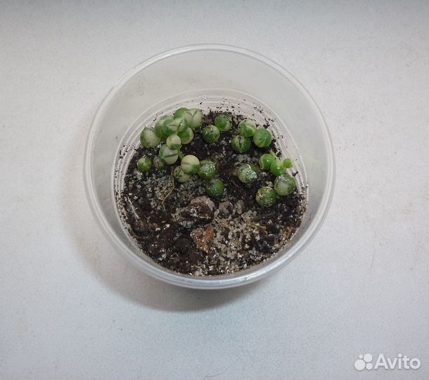 Крестовник роули, долларовое дерево, очиток