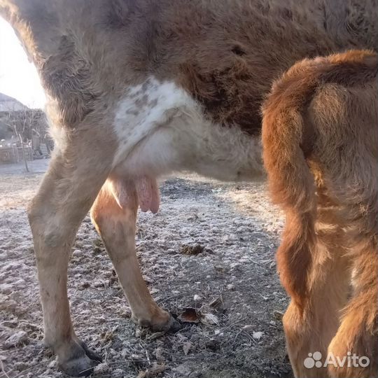 Корова дойная с теленком