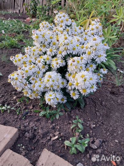 Сентябринки, хризантемы