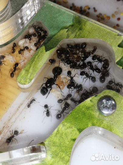 Формикарий, муравьи Messor Structor