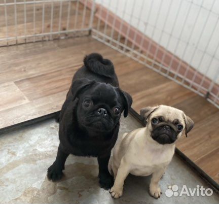 Предлагаем щенков мопса девочки