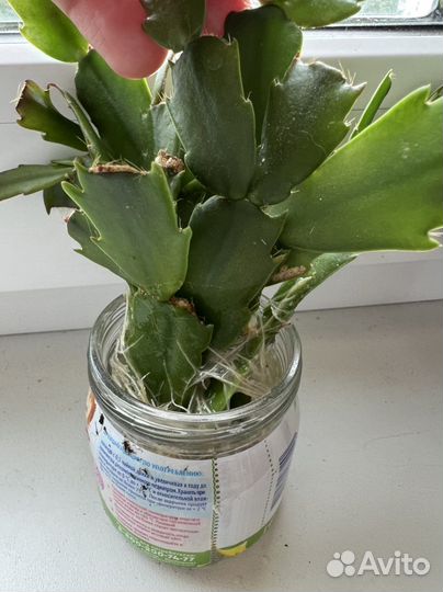 Декабрист Красный