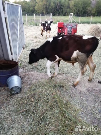 Телочки и бычки