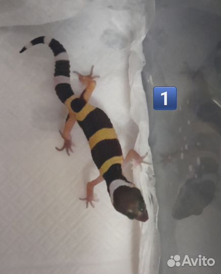 Эублефар малыши 2024