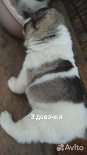 Отдам бесплатно щенки