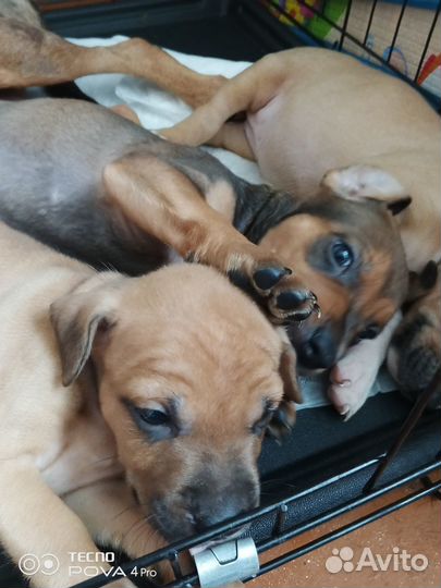 Щенки питбультерьера