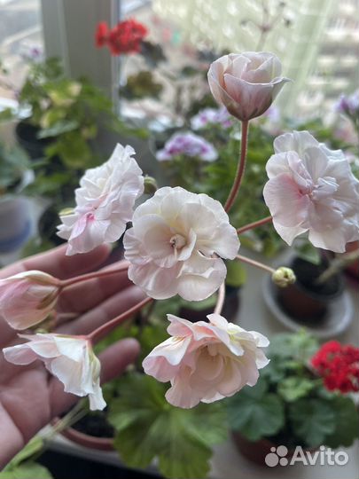 Пеларгония герань