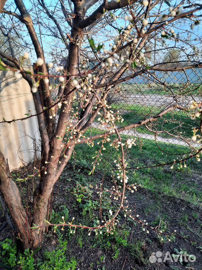 Саженцы алычи