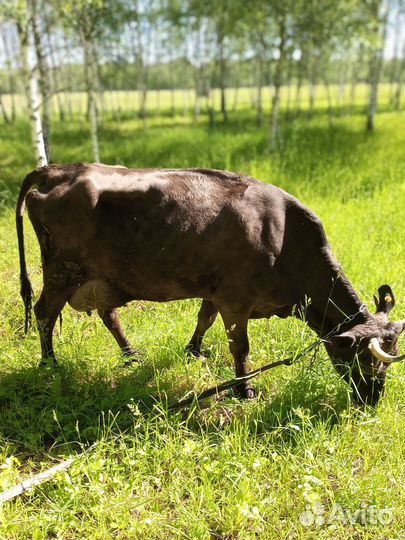 Корова дойная