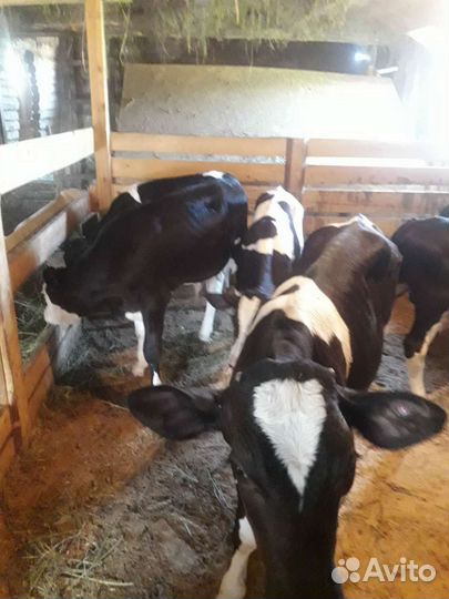 Продажа бычков