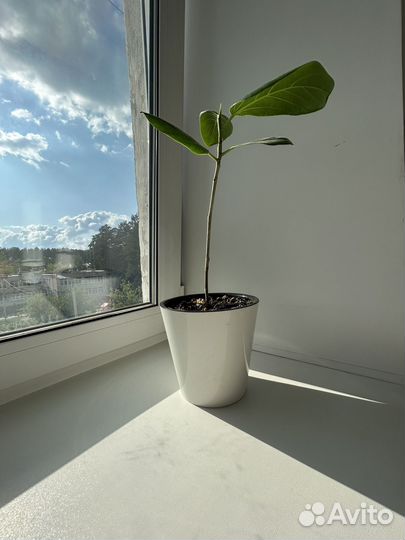 Фикус бенгальский