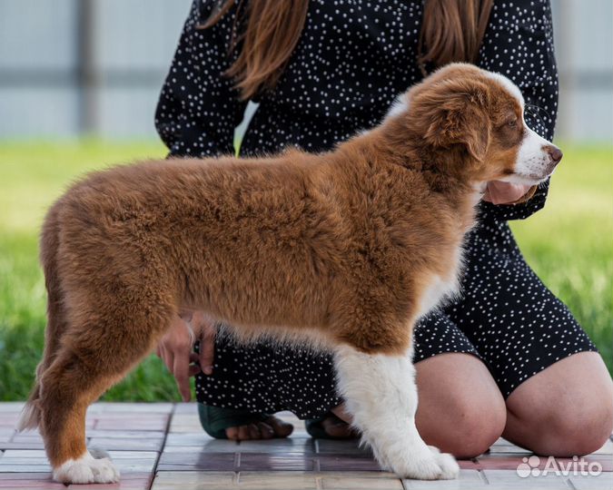 Щенки австралийская овчарка аусси