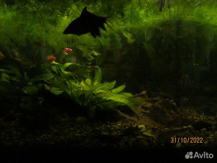 Аквариум