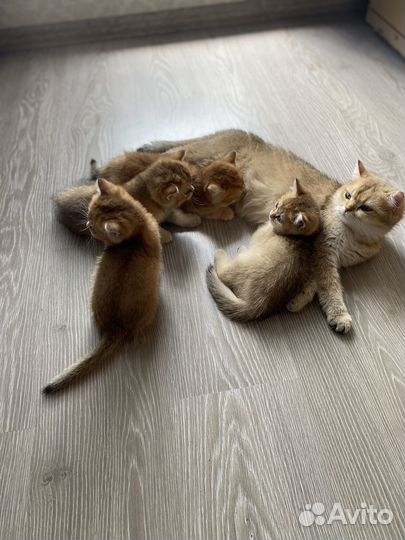 Британские котята