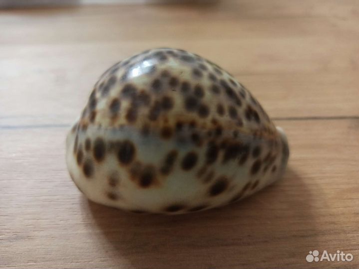 Морская раковина