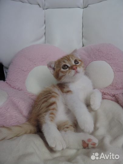 Вислоухие британские котята