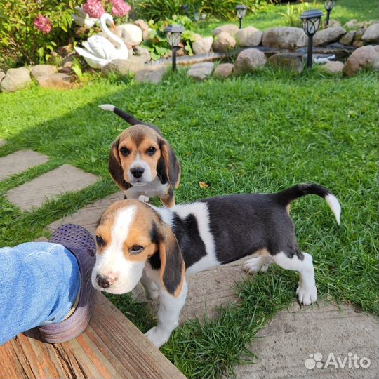 Щенки бигль