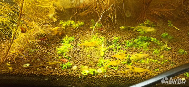 Креветки Амано, желтый неон, мхи