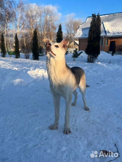 Собака в добрые руки