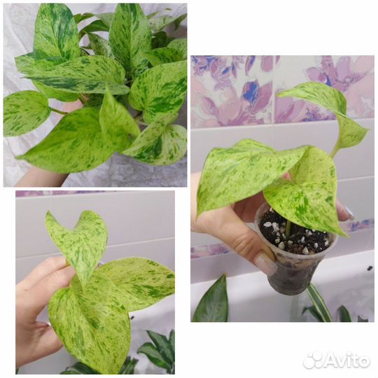 Сциндапсусы, эпипремнумы