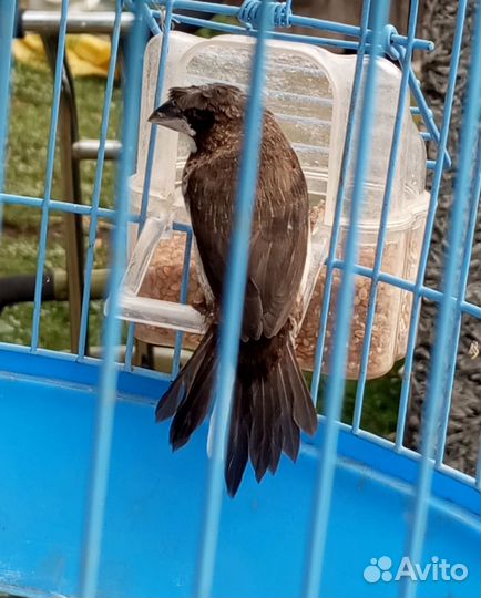 Амадины, канарейка