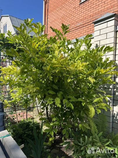 Магнолия Лебнера розовая