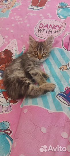 Котенок в добрые руки