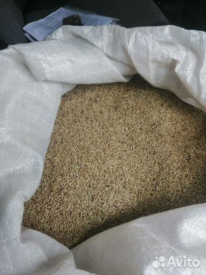 Канареечное семя