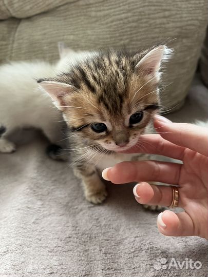 Котята сиамские