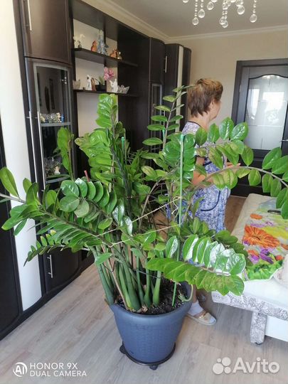 Замиокулькас