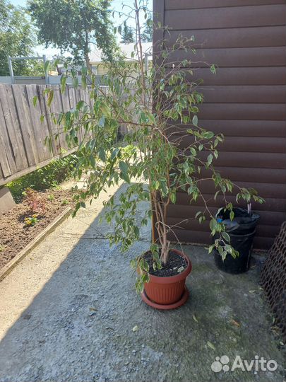 Фикус бенжамина