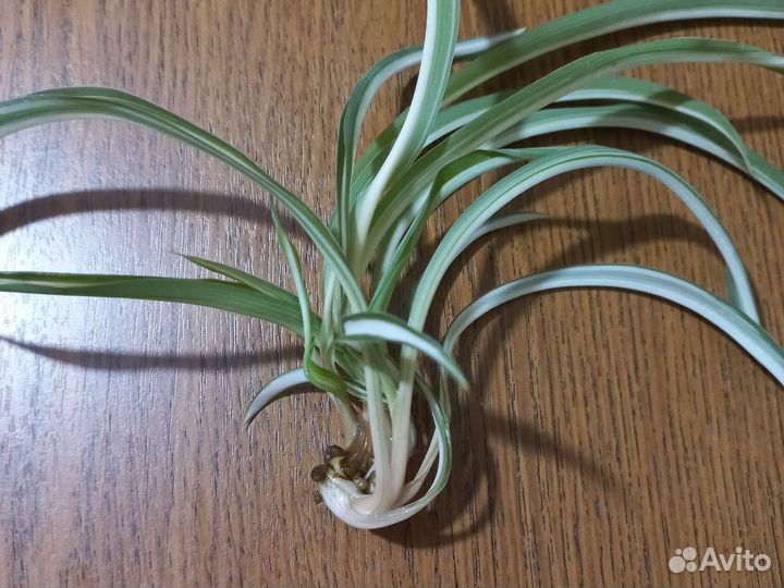 Хлорофитум кудрявый