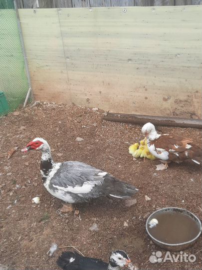 Мускусные утки