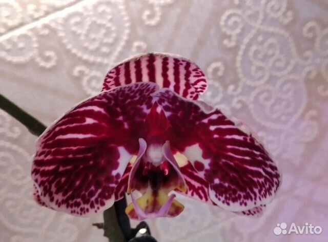 Орхидея фаленопсис (реанимашки)