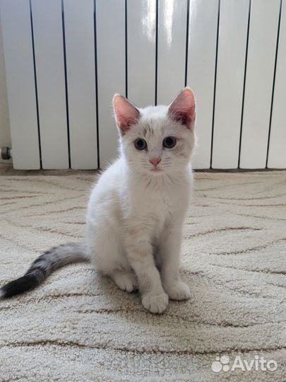 Отдам кошечку в добрые руки