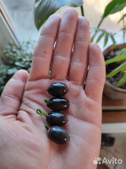 Лотос Комарова/Орехоносный семена