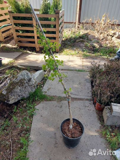 Ginkgo biloba Troll ра 60-80см