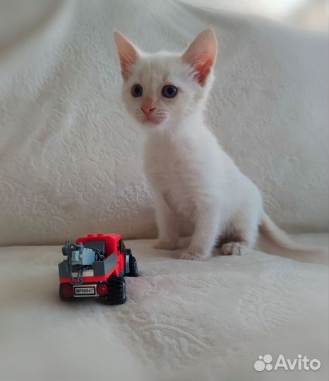 Котята