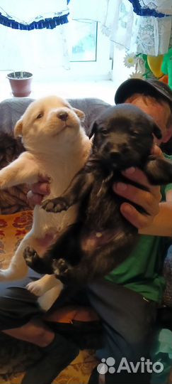 Щенок в добрые руки бесплатно