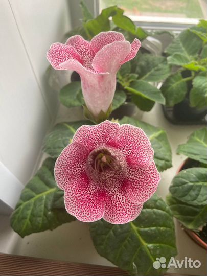 Глоксинии семена