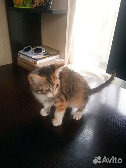 Умные котята от кошки-крысоловки