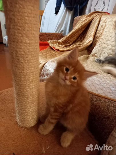 Котята Мэйн Кун